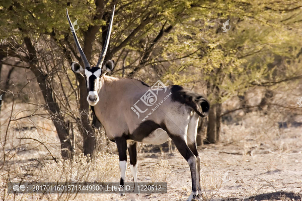 大羚羊-匯圖網(wǎng) www.fosd68.com 大羚羊