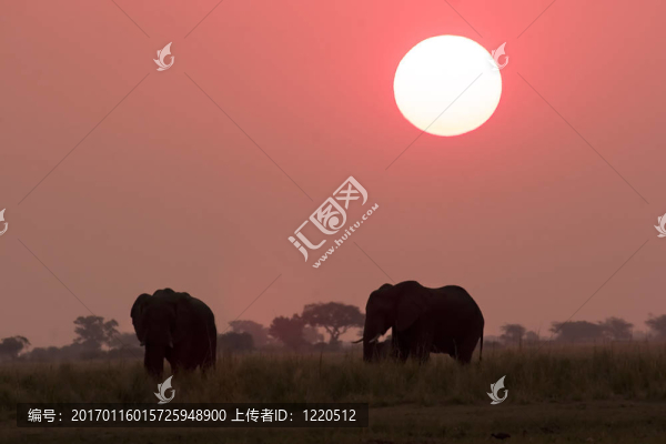 大象在日落