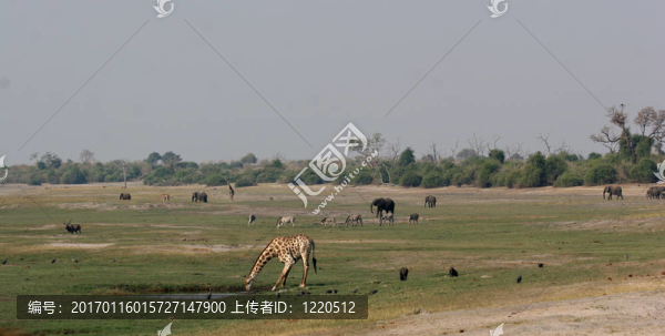 動物活動在喬貝河畔