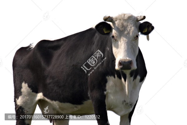 分離的牛