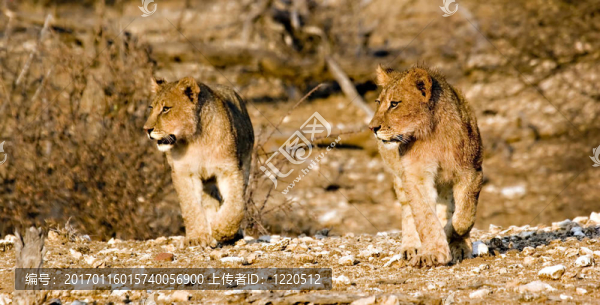 獅子在徘徊-匯圖網(wǎng) www.fosd68.com 獅子在徘徊