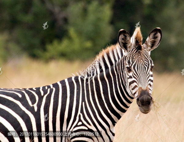 斑馬-匯圖網(wǎng) www.fosd68.com 斑馬