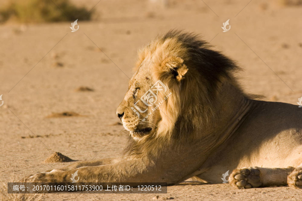 黑鬃獅-匯圖網(wǎng) www.fosd68.com 黑鬃獅