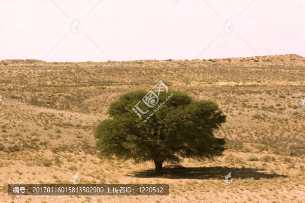 Kgalagadi的風(fēng)景