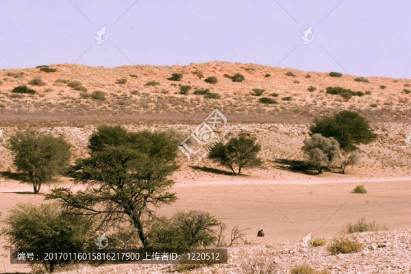 Kgalagadi的風(fēng)景