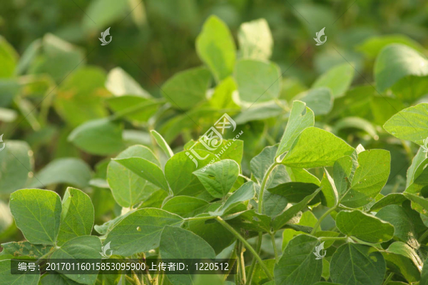 綠色大豆特寫