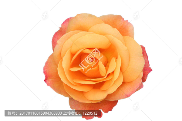 美麗的橙玫瑰-匯圖網(wǎng) www.fosd68.com 美麗的橙玫瑰