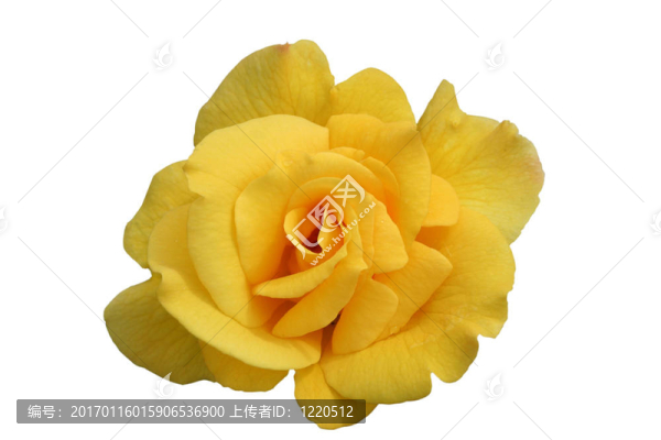 單黃玫瑰開花分離