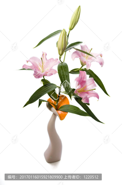 莉莉
