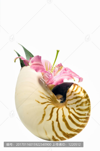 莉莉