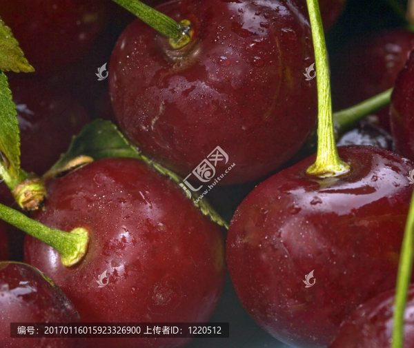 成熟的櫻桃-匯圖網(wǎng) www.fosd68.com 成熟的櫻桃