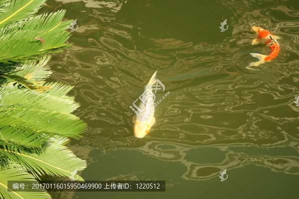 錦鯉魚