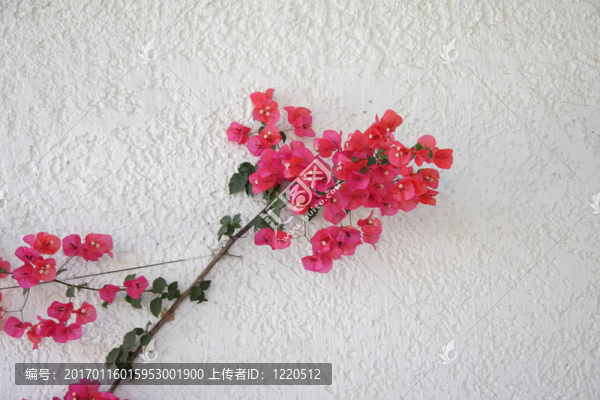 紅色的花