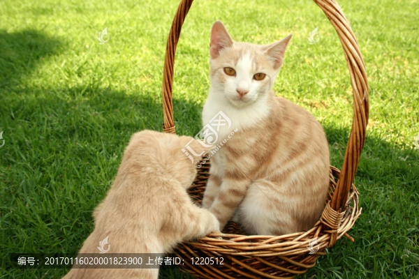 小貓