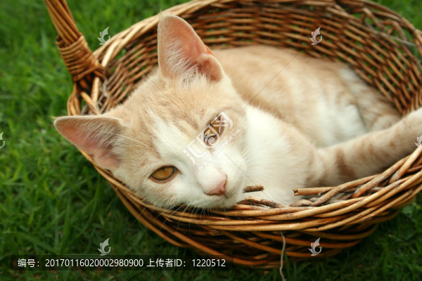 小貓