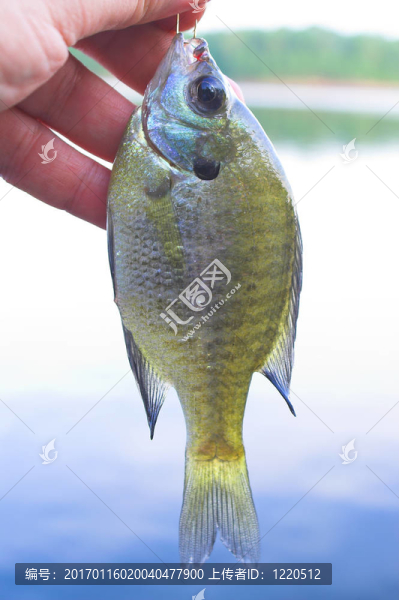翻車魚；又名；White,Crappie