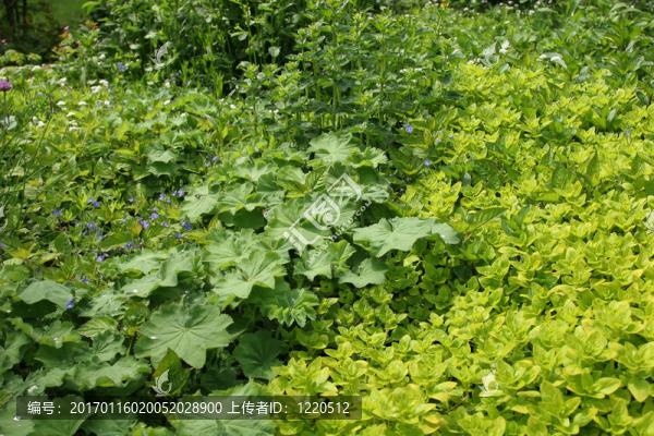 夏天的植物園