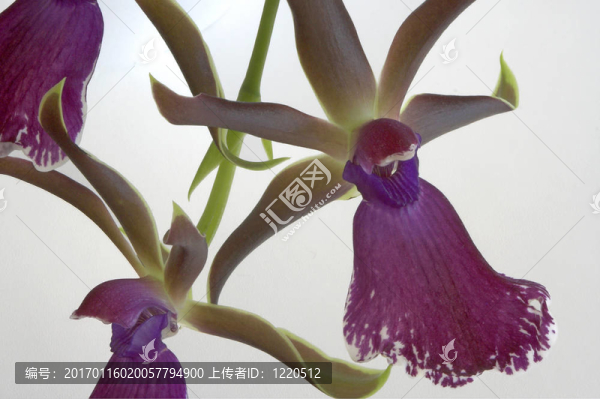 卡特蘭；蘭花