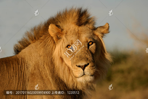 大雄獅