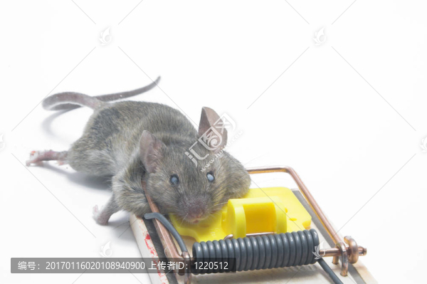 陷阱里的死老鼠