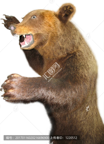 憤怒的俄羅斯棕熊