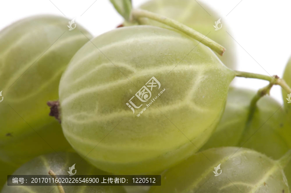 醋栗特寫