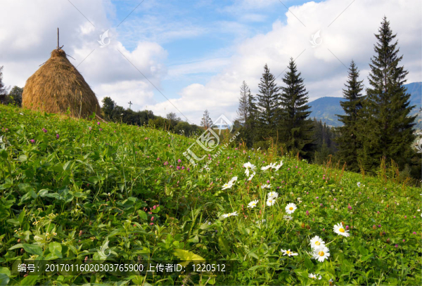 夏季高山草甸