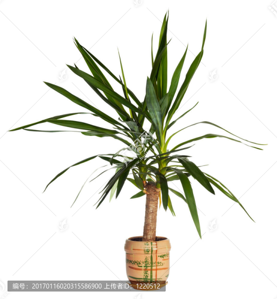 房子的棕櫚（絲蘭）