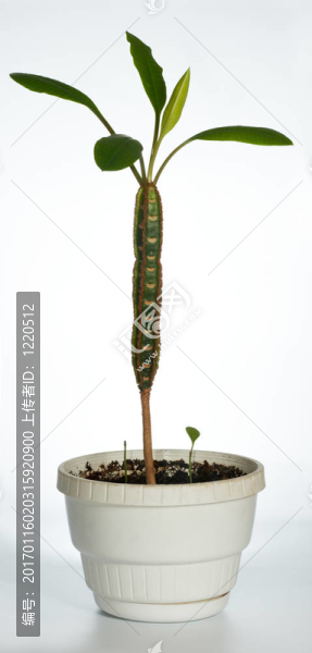 家里的植物（大戟屬）