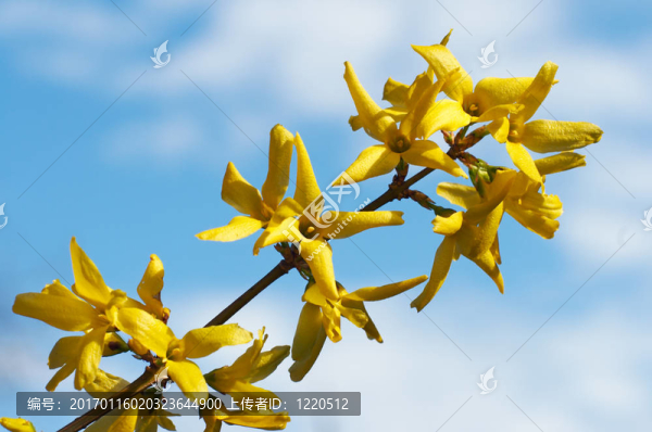 黃色的花（連翹）