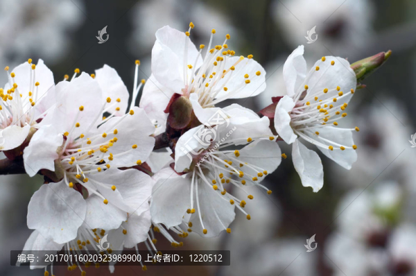 朵朵