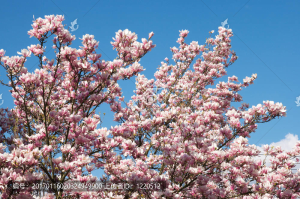 玉蘭樹-匯圖網(wǎng) www.fosd68.com 玉蘭樹