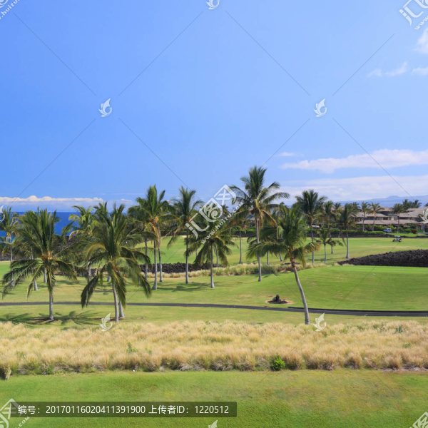 夏威夷沿海棕櫚林高爾夫球場