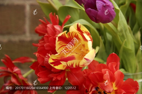 春天的花朵