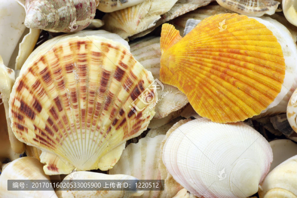 海貝殼