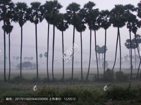 棕櫚樹(shù)早晨-匯圖網(wǎng) www.fosd68.com 棕櫚樹(shù)早晨