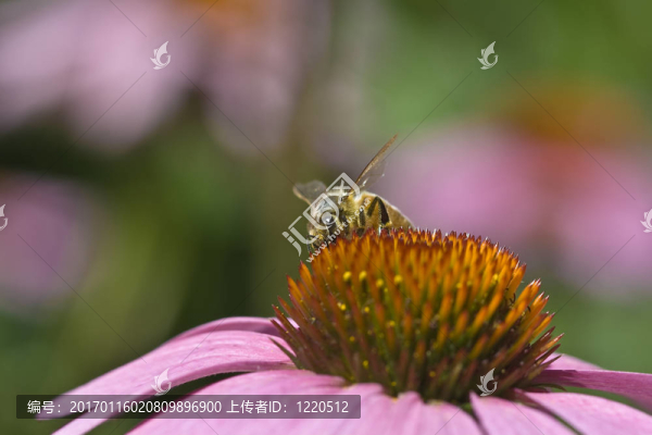 蜜蜂在花