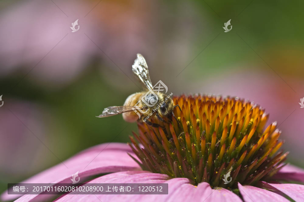 蜜蜂在花