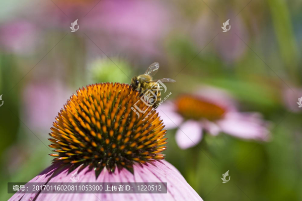 蜜蜂在花