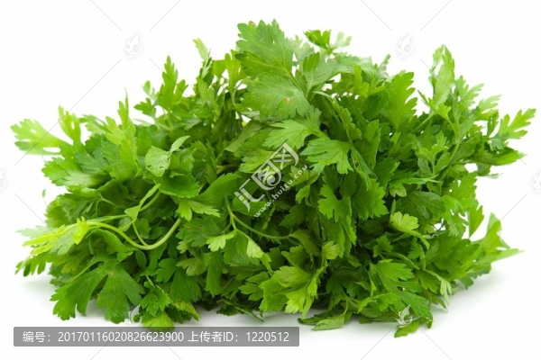 小茴香.綠色的葉子。