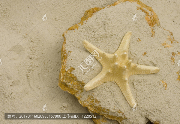 石頭上的海星
