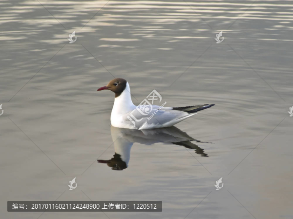 單海鷗游泳