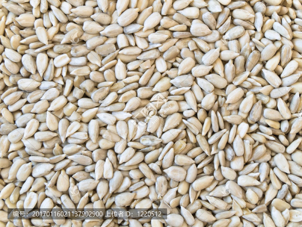 葵花籽的背景-匯圖網(wǎng) www.fosd68.com 葵花籽的背景