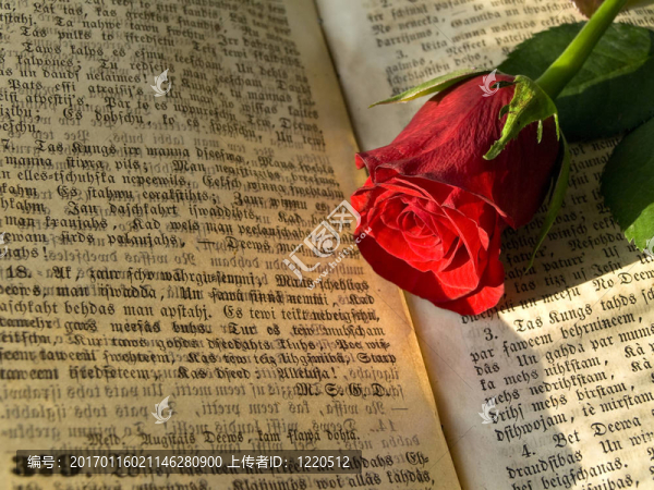 紅玫瑰在開放的書