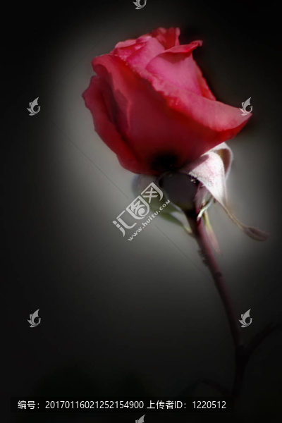 紅玫瑰在聚光燈