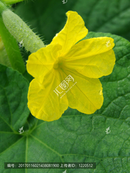 黃瓜花