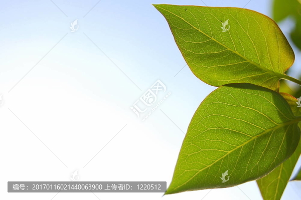 兩葉