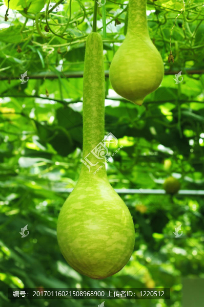 新鮮葫蘆