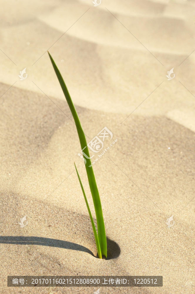 沙漠中的新生青草
