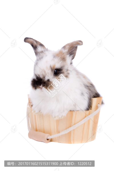 洗澡的小兔子
